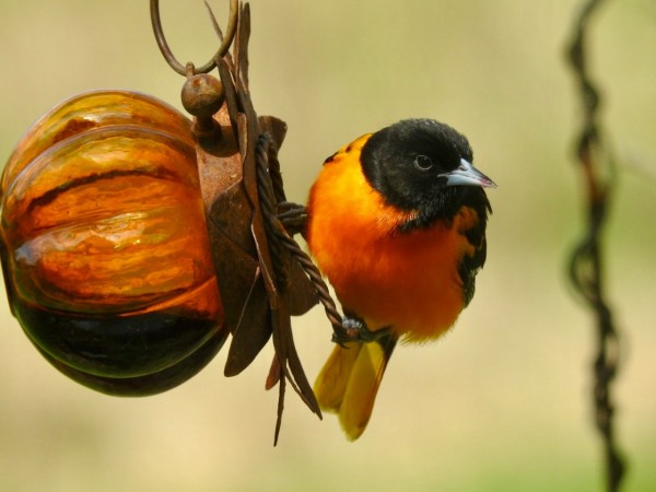 A male oriole on a jelly feeder