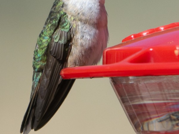 A female broad-tailed hummingbird perches on a feeder