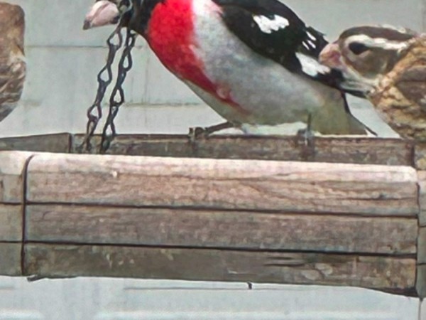 A male and female rose-breasted grosbeak, with the male framed in the photo