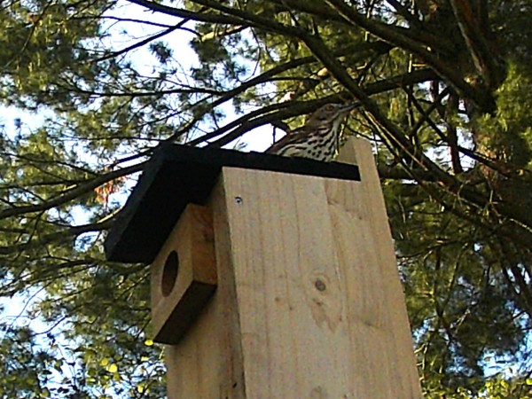 A brown thrasher on top of a nesting box photographed from below