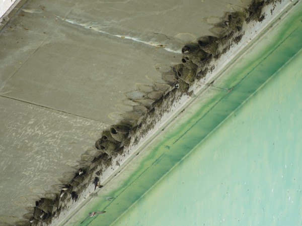 A collection of cliff swallow nests under a bridge with cliff swallows poking their heads out of several