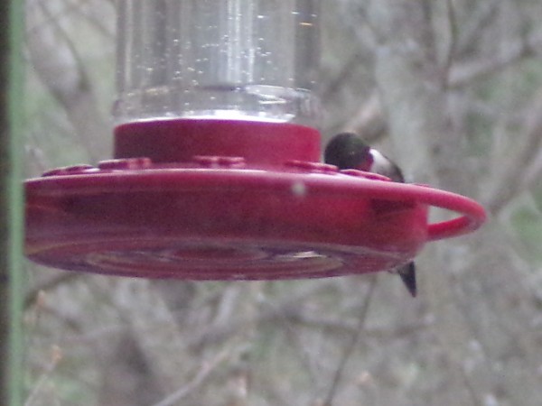 A male hummingbird on the bottom of a hummingbird feeder