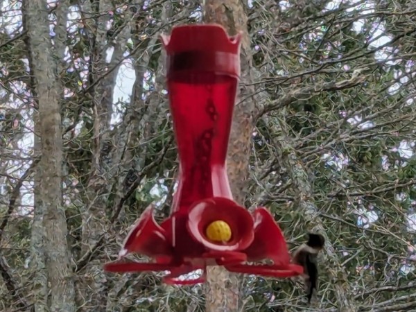 A hummingbird on a red feeder in front of trees