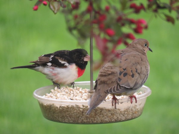 A mourning dove (right) and male rose-breasted grosbeak (left) on a hanging feeder