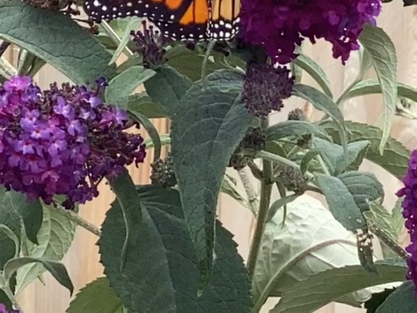 A monarch butterfly on a purple bloom