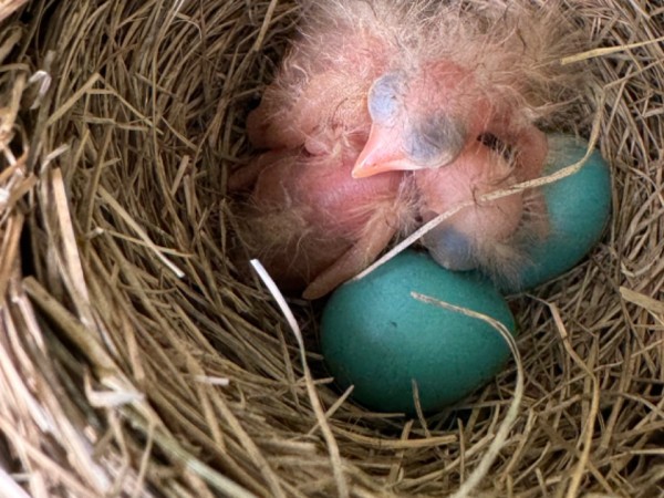 Just hatched baby robins in a brown nest with blue eggs