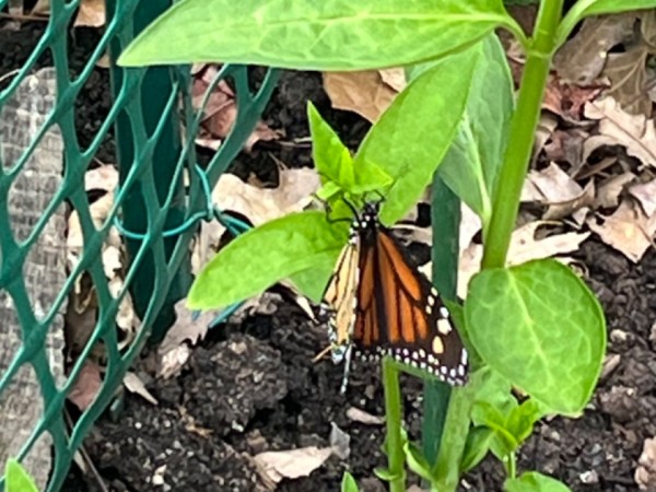 A monarch butterfly laying eggs on a milkweed plant