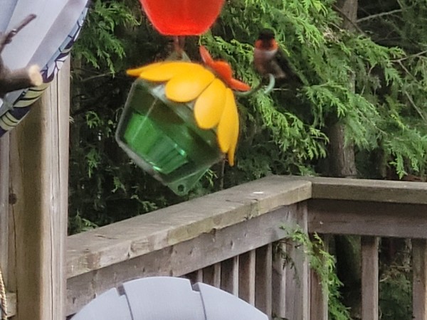A male hummingbird on a feeder hanging on a porch, with a chair and deck in the background