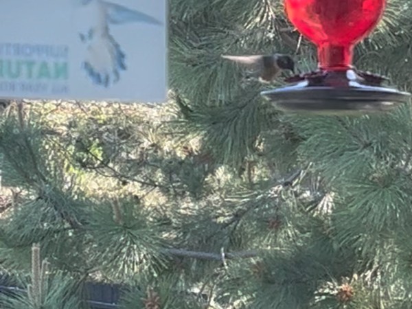 A hummingbird, photographed from a window, on a red hanging feeder