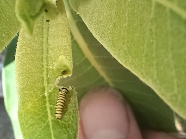 A caterpillar on a leaf with some of the leaf eaten. A thumb is in the background
