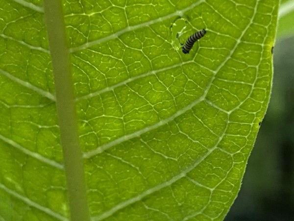 The underside of a leaf with a small caterpillar