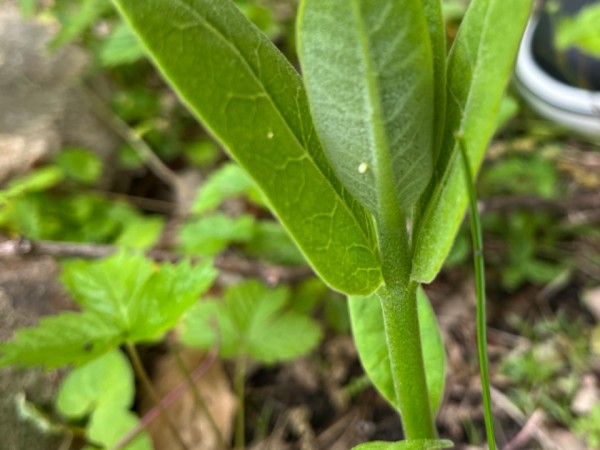 Monarch eggs on a milkweed plant
