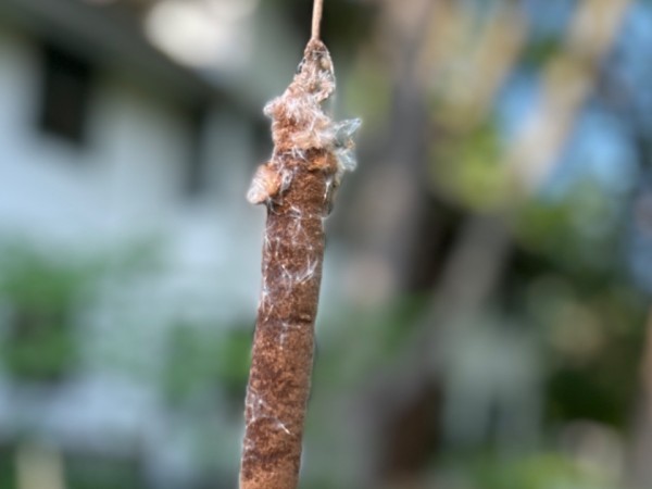 A close-up photo of a brown cattail