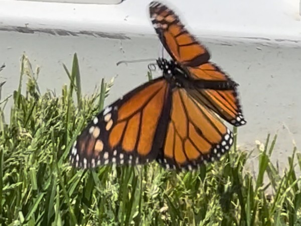 A close-up of a monarch, viewed from the left side