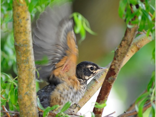 A young robin flapping its wings
