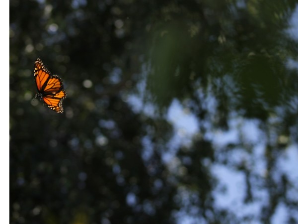 A monarch butterfly flies in the left of the image, with a tree in the background