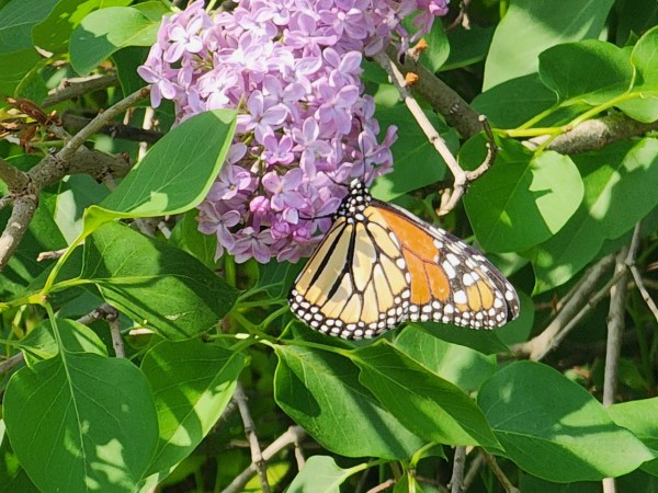 Monarch butterfly on purple lilac bush