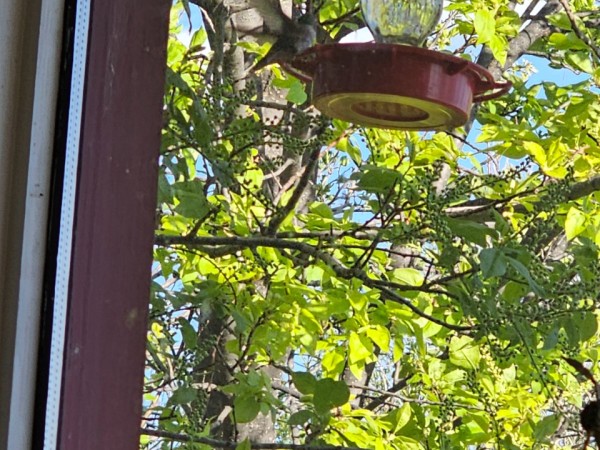 A hummingbird, photographed from inside, at a clear and red feeder