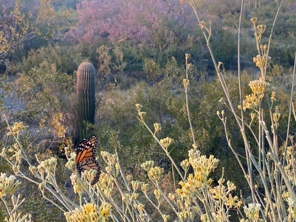 A monarch butterfly in vegetation. A cactus can be seen in the background of the photo