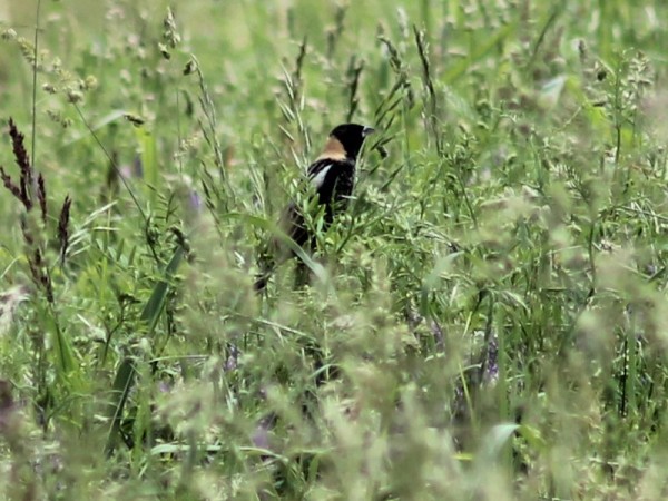 Male bobolink amongst prairie vegitation