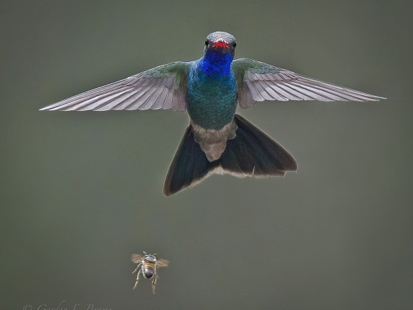 A male broad-billed hummingbird with a bee in the foreground