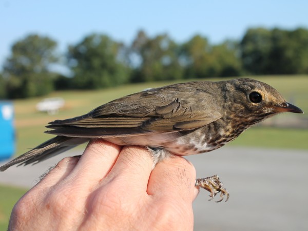 Swainson's thrush being held in a person's hand