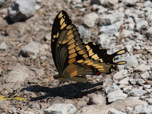 One eastern swallowtail butterfly on the ground