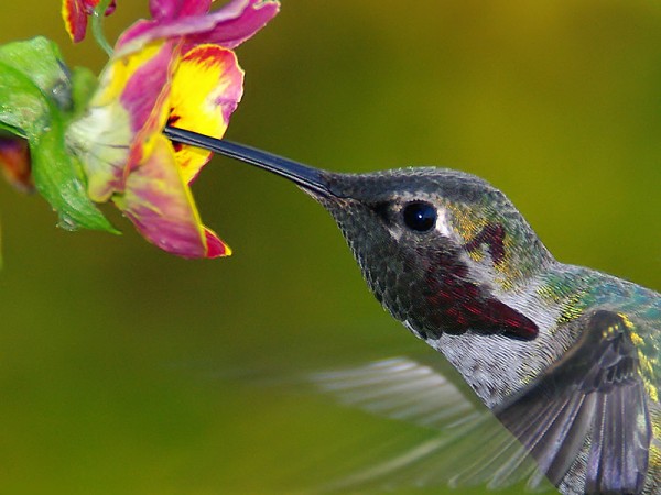 A close-up of a hummingbird feeding from a flower