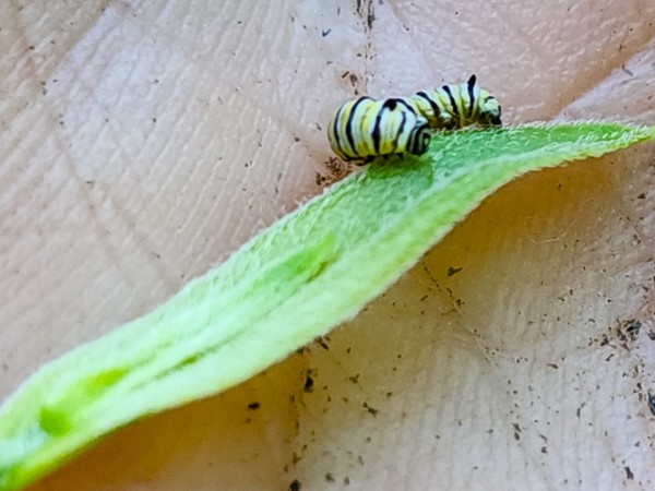 A monarch butterfly on a leaf in a hand