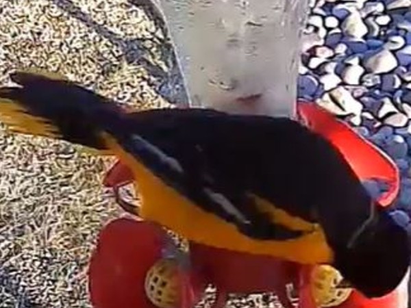 A photo from above of an oriole at a red and yellow hummingbird feeder