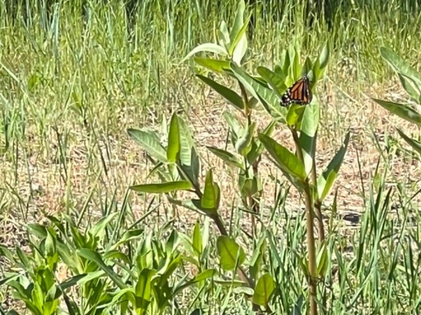 A monarch on a green milkweed plant