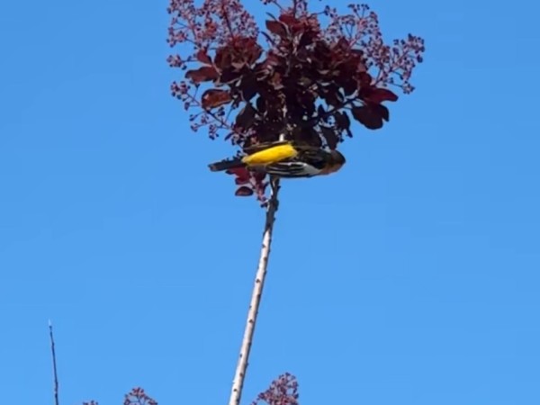A Bullock's oriole high up in a tree
