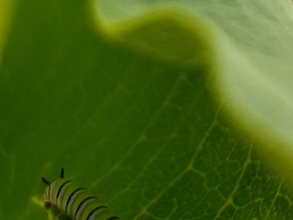 A monarch butterfly in the shadow of a leaf