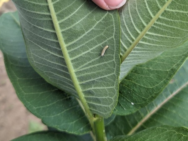 A small monarch larva on the underside of a leaf, being turned over from above