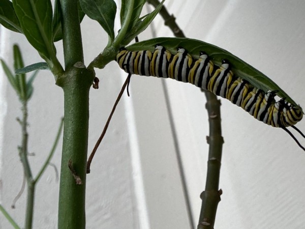 A monarch caterpillar on a green plant, upside down, in front of a white background