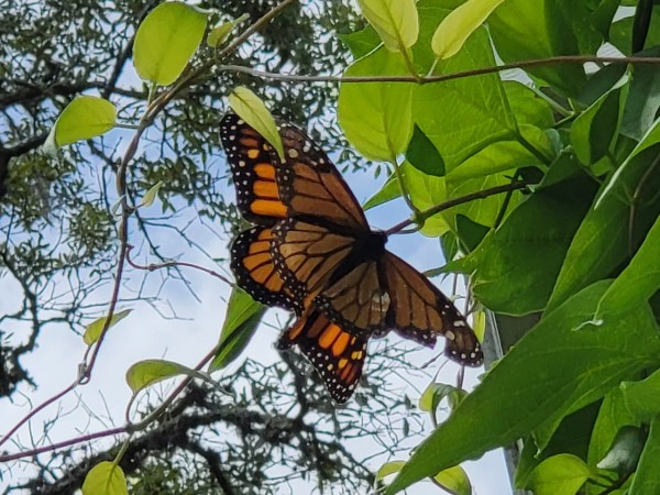 Two hummingbirds photographed from below