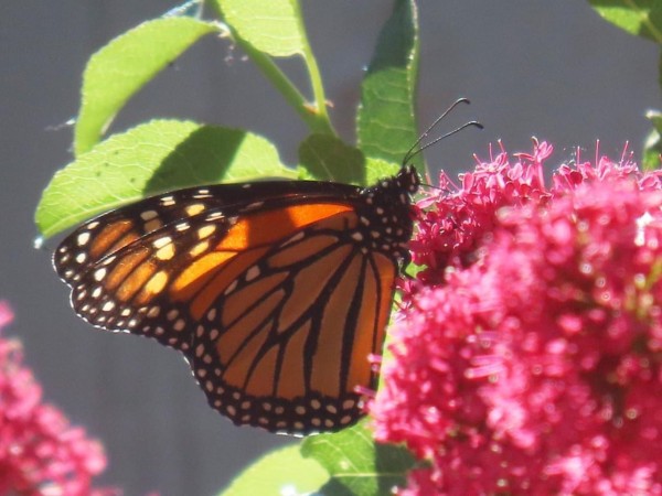 An adult monarch on a pink flowering plant