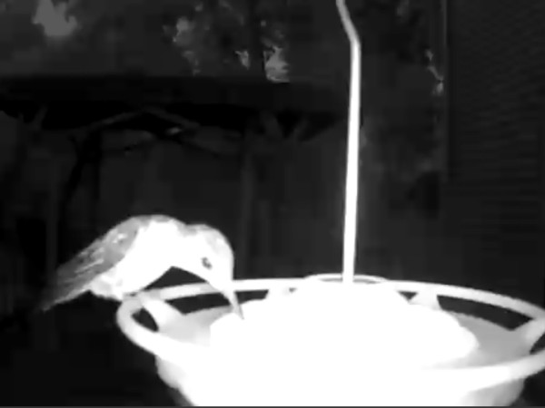 A night-time photo of a hummingbird at a bird feeder taken from close range