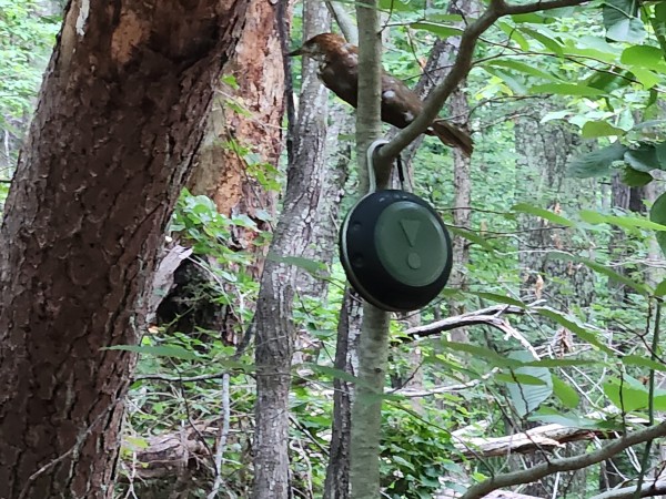 A wood thrush decoy sits on a tree just above a portable speaker