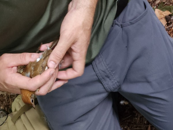 A wood thrush in a person's hands being tagged for tracking and research