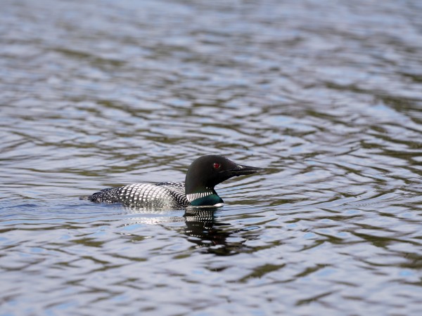 A loon in the water