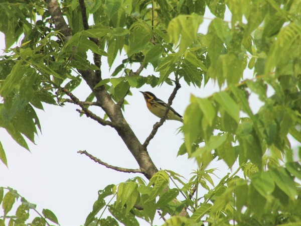 A blackburnian warbler in the opening of a tree branch