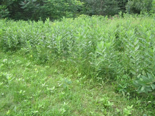 A large group of common milkweed plants, all green in front of trees