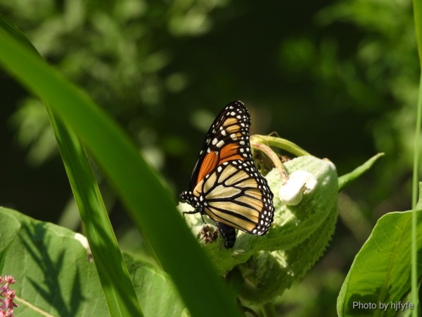 A female monarch on a milkweed plant