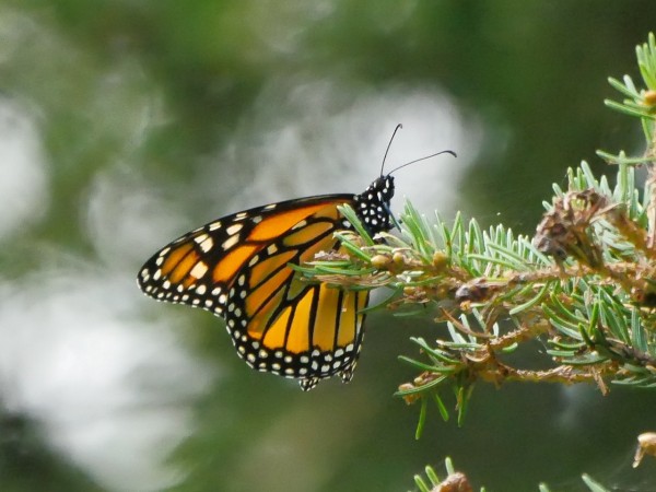 A close-up shot of a monarch on an evergreen plant