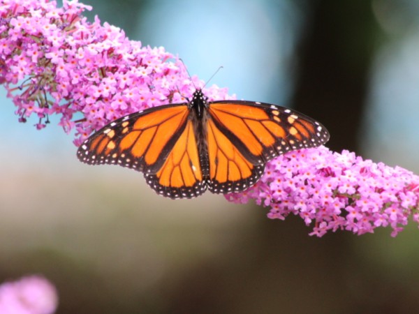 A male monarch butterfly in front of purple flowers