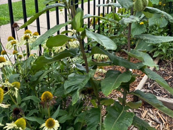 Flowers and milkweed plants in front of a metal fence