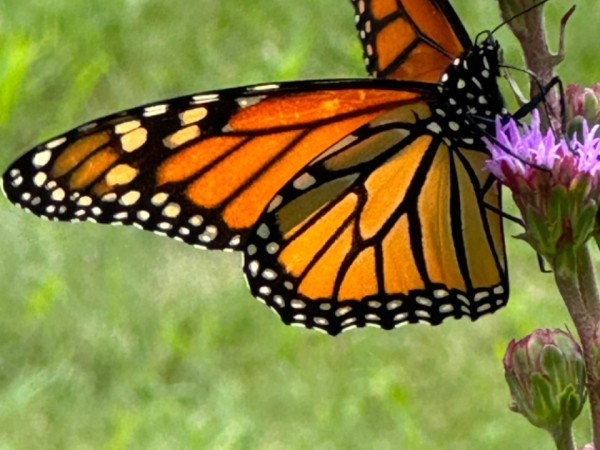 A close-up photo of a monarch butterfly on a purple flower