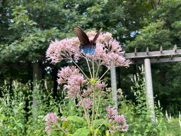 A pipevine swallowtail butterfly