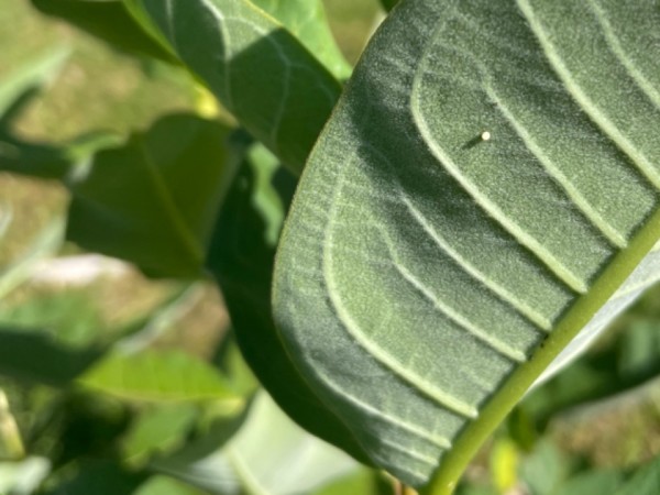 A monarch egg on the underside of a milkweed leaf 